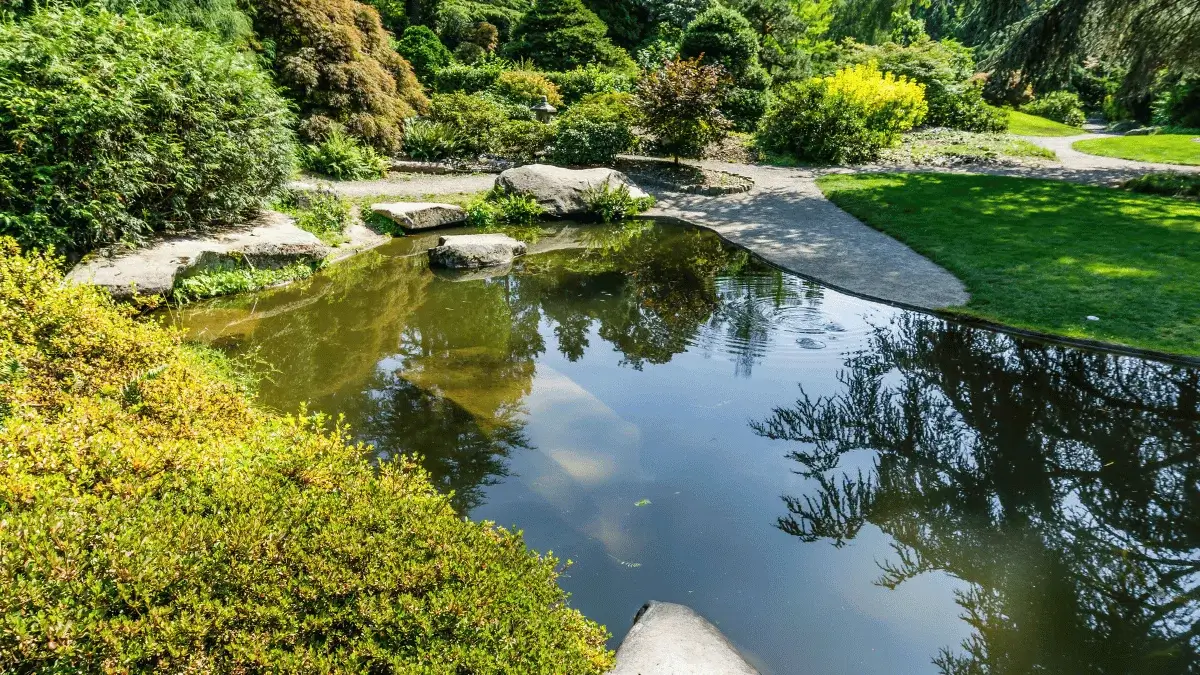 Pond at Kubota Garden, Renton