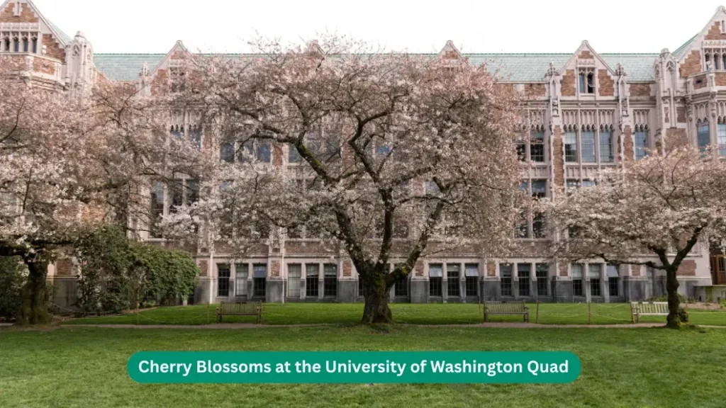 Cherry Blossoms at the University of Washington Quad, Seattle