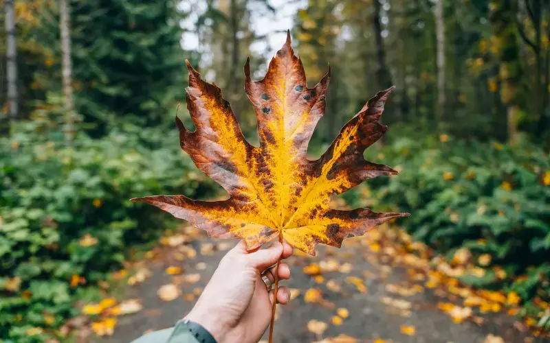 Seattle in Fall - Vibrant Autumn Leaf in Seattle Woodland