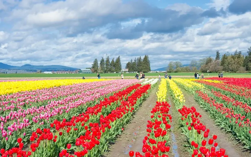 Skagit Valley Tulip Festival Fields