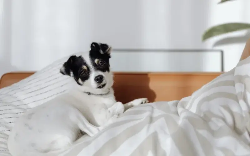 Dog lying in a bed (of a hotel room)