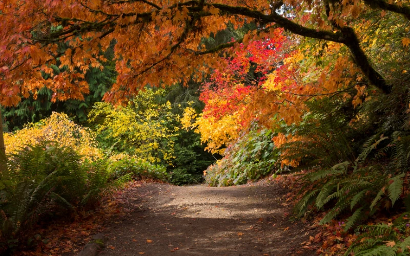 Fall in Washington Park Arboretum in Seattle
