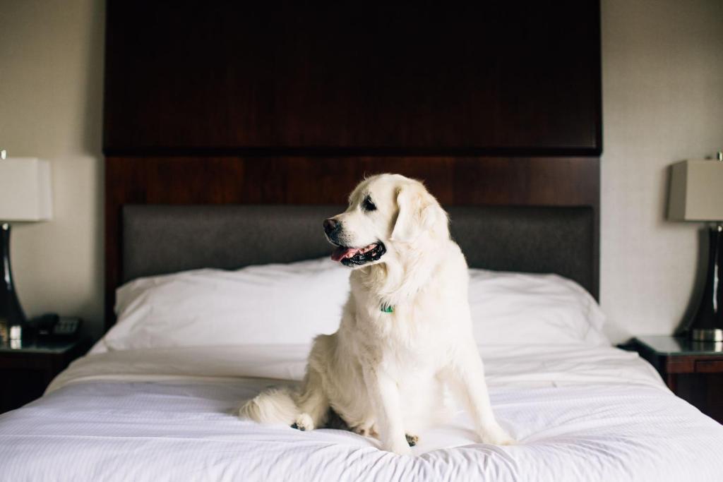 Westin Settle is pet-friendly hotel in downtown Seattle