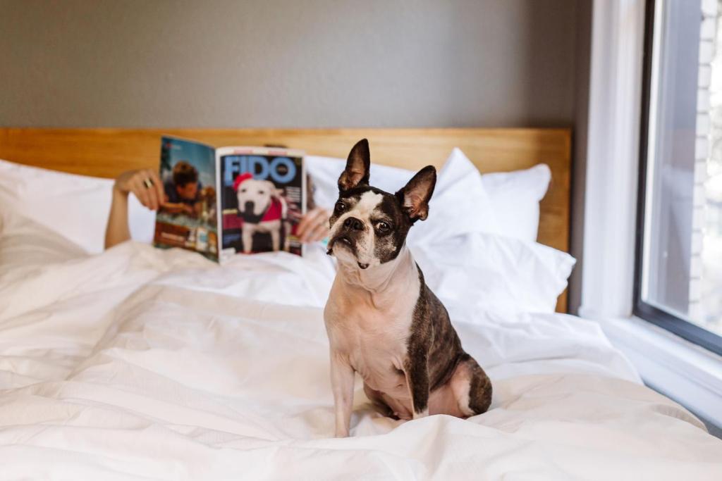 Hotel Max Dog-friendly stay
